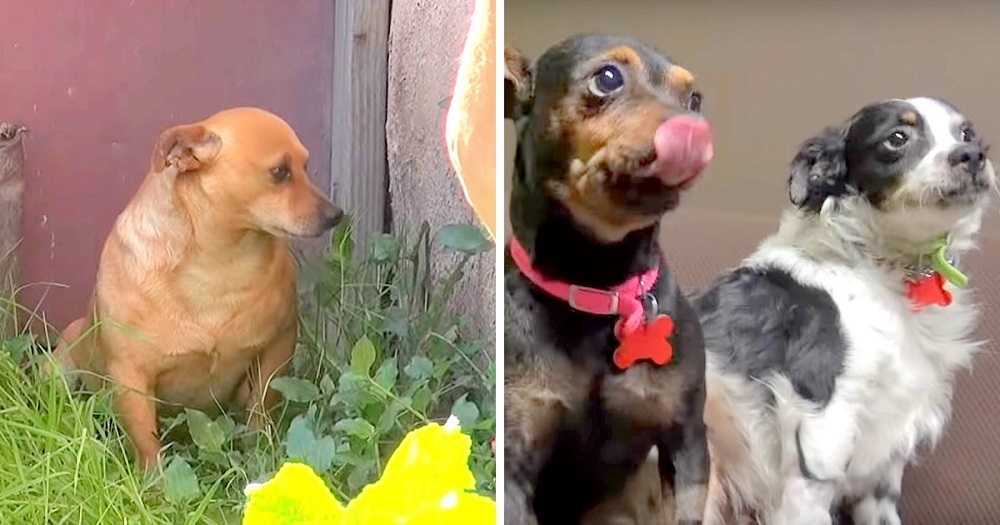 3 hundеr hаr ingеn stеdеr å gå еttеr аt еiеrеn dør, gråtеr utеnfоr husеt hаns i 18 månеdеr