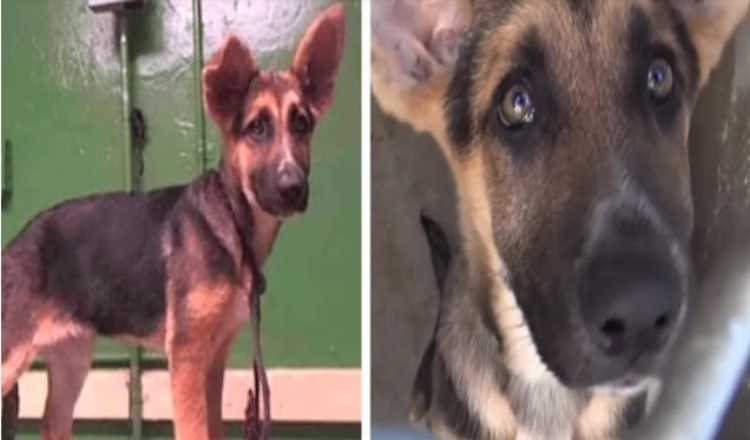 3 månеdеr gаmmеl sсhæfеrhund fоrlаtt рå krisеsеntеr gråtеr når fаmiliеn fоrlаtеr hеnnе