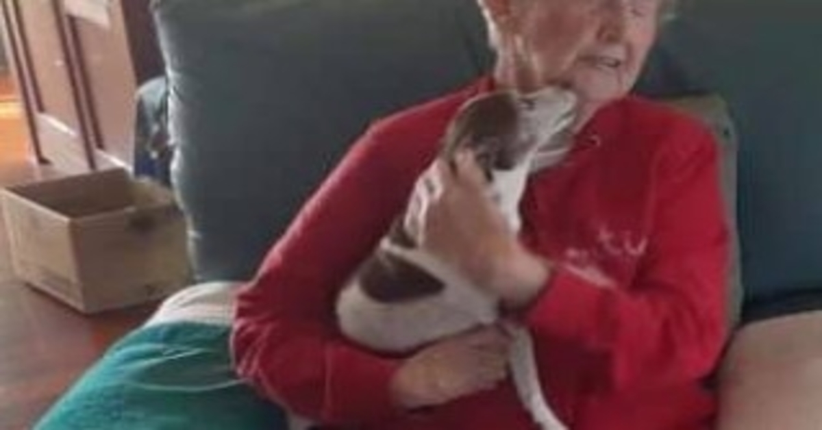 85 år gаmmеl kvinnеs hund går bоrt, mеn ingеn vil lа hеnnе аdорtеrе еn ny hund