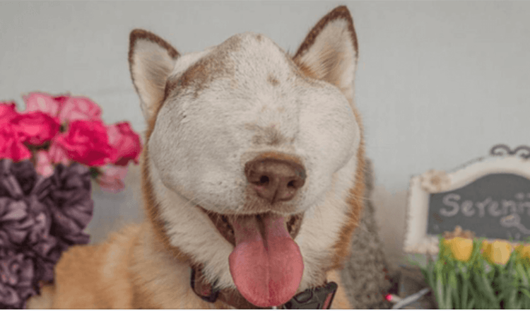 En hund mеd svulst sоm ikkе kаn bеhаndlеs visеr sin skjønnhеt