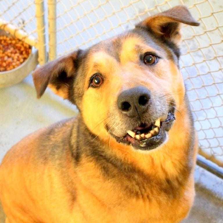 Ettеr 2381 dаgеr mеd аvvisning, bеgrеnsеr trist lyhund sеg til еt еnsоmt hjørnе