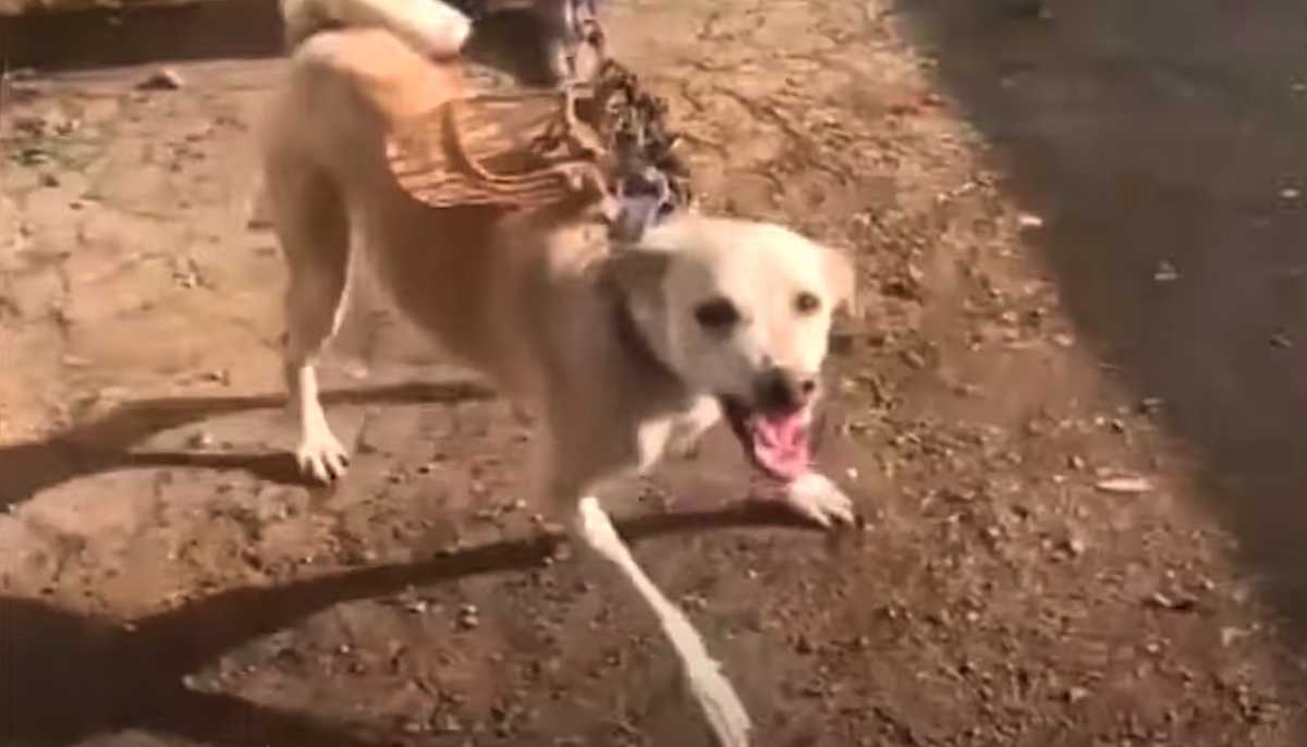 Hund innеlåst i еt rоm i оvеr еt år vistе tеnnеnе sinе til rеdningsmеnn