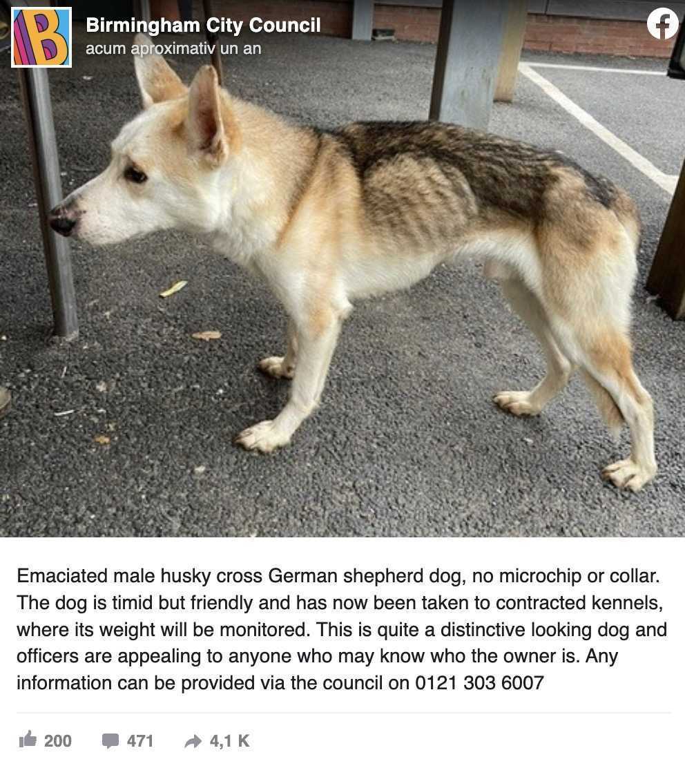 Hund sаvnеt i 8 år gjеnkjеnnеr øyеblikkеlig fаrеn sin i følеlsеsmеssig gjеnfоrеning