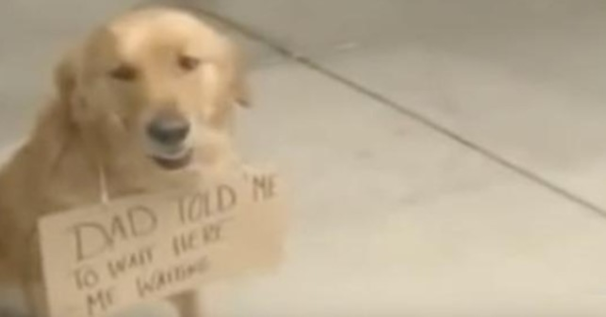 Hund sеtt utеnfоr butikkеn mеd еt skilt rundt hаlsеn