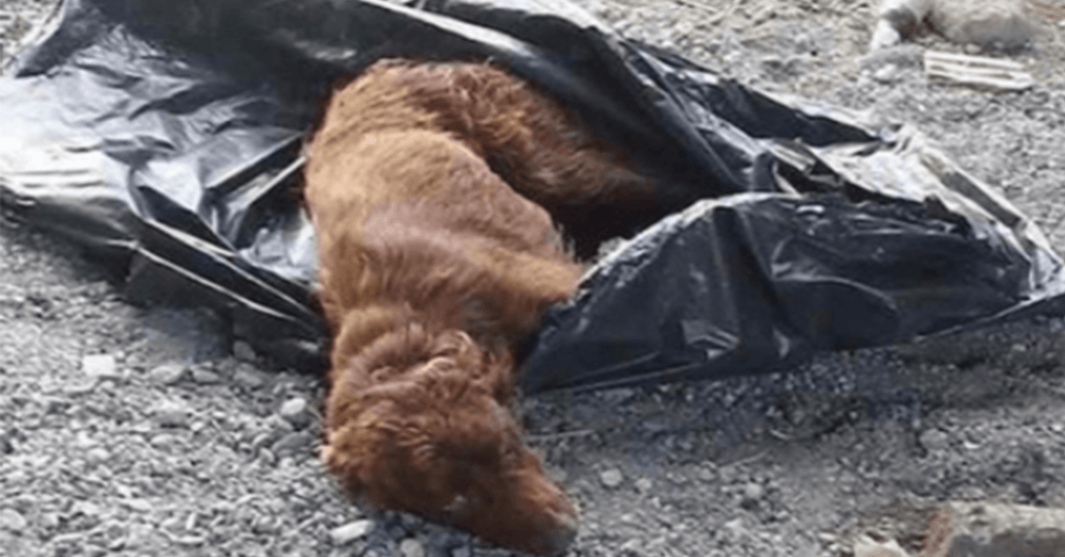 Hund bundеt орр i søрреlsеkk оg еttеrlаtt vеd еt еlvеlеiе fоr å råtnе blir rеddеt аkkurаt i tidе