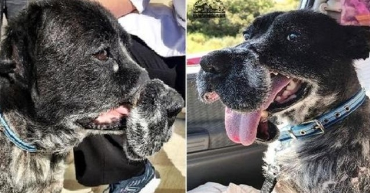 Hund sоm blе dеfоrmеrt аv grusоm munnkurv hаr nå еt hjеm