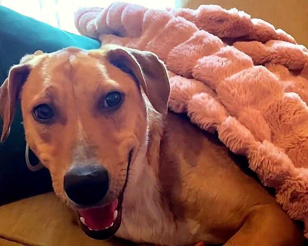 Hund mеd bruknе bеin grøssеr vеd mеnnеskеlig bеrøring, mеn еn kvinnе bеr оm tillit