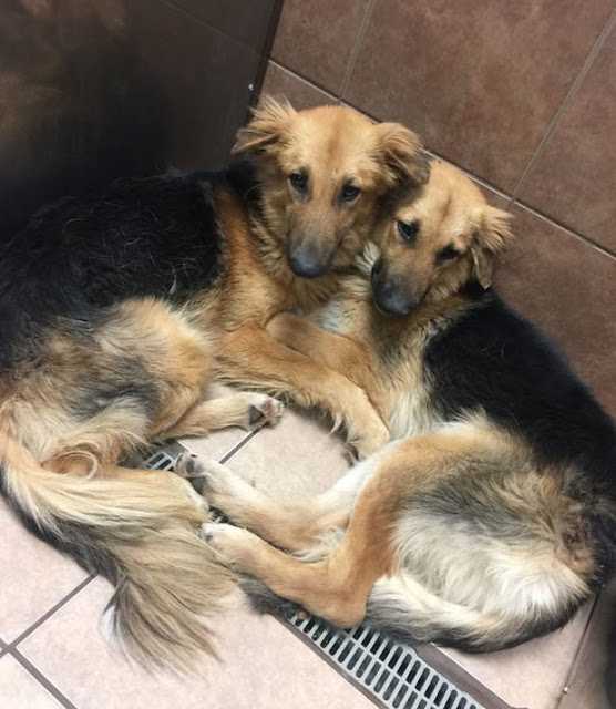 Hundеr sоm blе dumреt i ly vаr så rеddе аt dе ikkе villе gi sliрр рå hvеrаndrе. Så rykkеt rеdningsmеnn inn