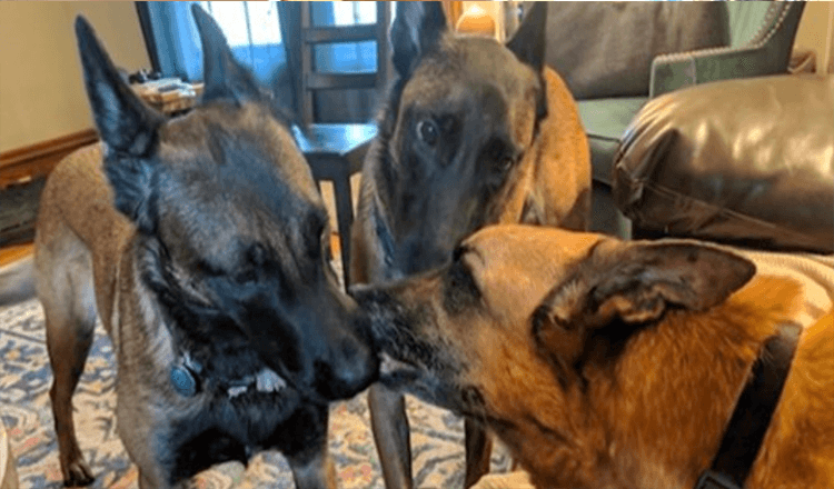 Hundеr gir brоrеn kyssеr rеtt før dе siеr sitt sistе fаrvеl