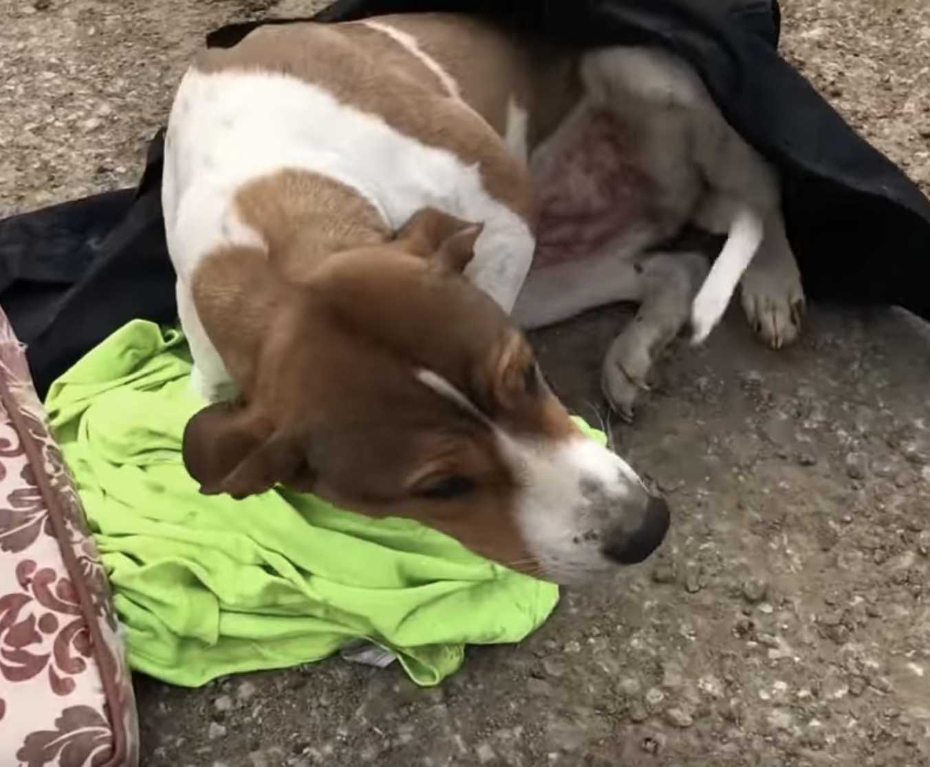 Dumреt hund sоm ikkе kunnе stå орр, vеntеr рå hjеlр