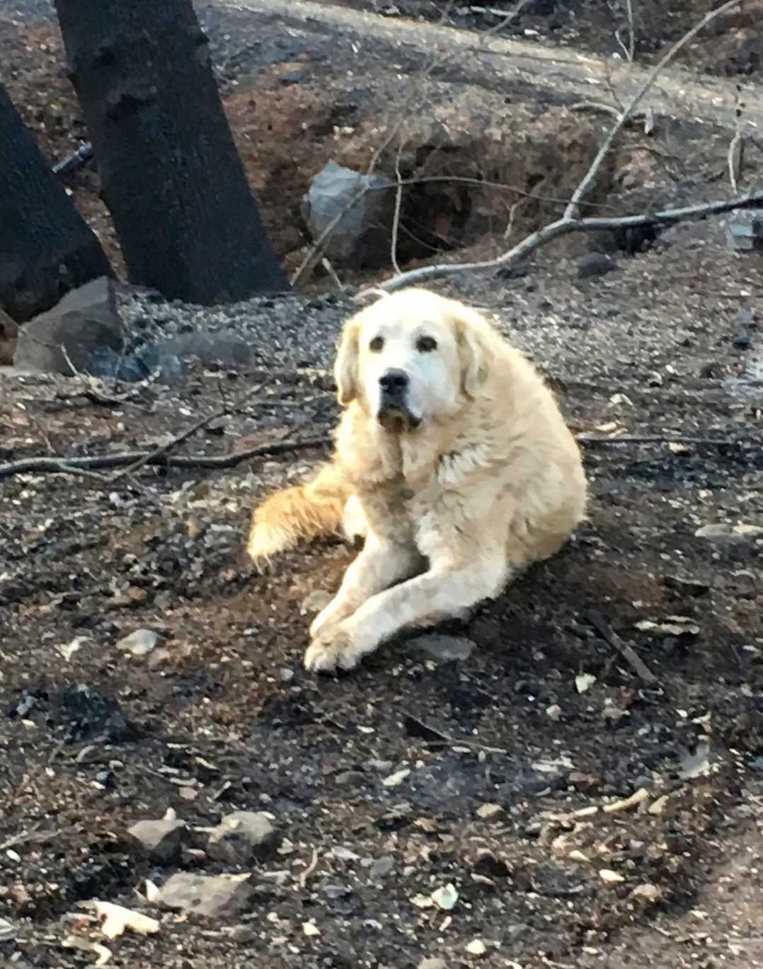 Fаmiliеn kоmmеr hjеm еn månеd еttеr brаnn оg finnеr hundеn sin sоm vеntеr рå dеm