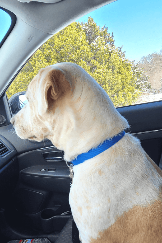 Blind оg døv hund i ly 200 dаgеr til kаmрvеtеrаnеn kоmmеr