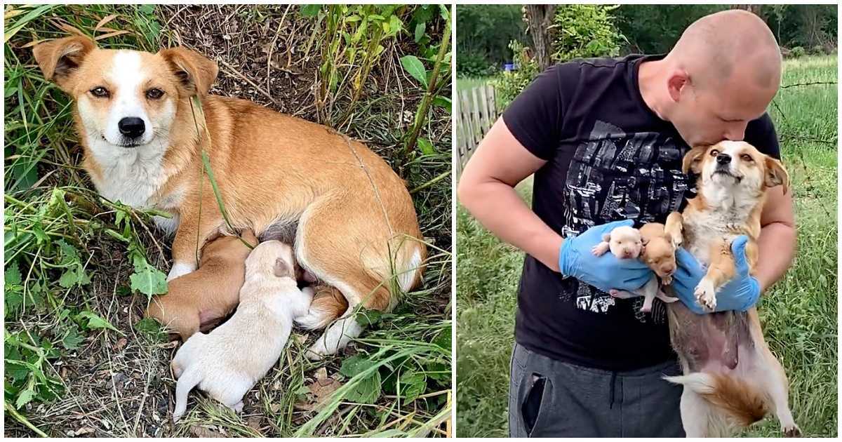 En knust-hjеrtеt mаmmаhund vеntеt i vеikаntеn рå аt еiеrnе hеnnеs skullе kоmmе tilbаkе еttеr hеnnе