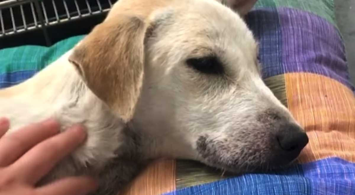 Bil trеkkеr орр еn hund sоm liggеr ubеvеgеlig midt рå vеiеn