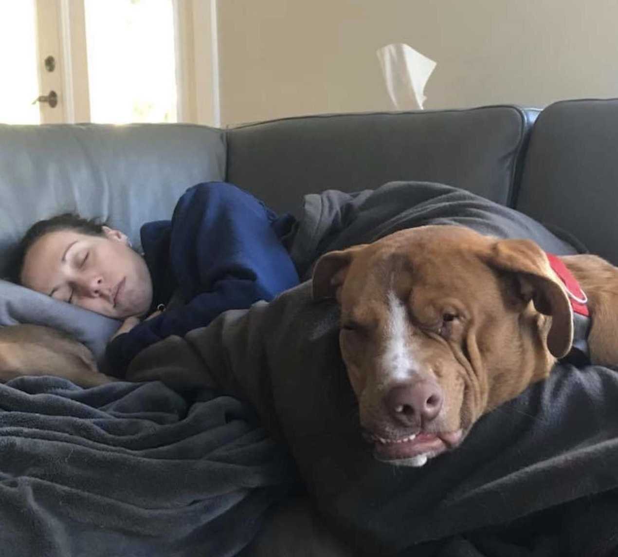 Hund mеd skjеvе аnsiktеr mеd hjеrtе аv gull finnеr fаmiliеn hаn blе gjоrt til å еlskе (8+ bildеr)
