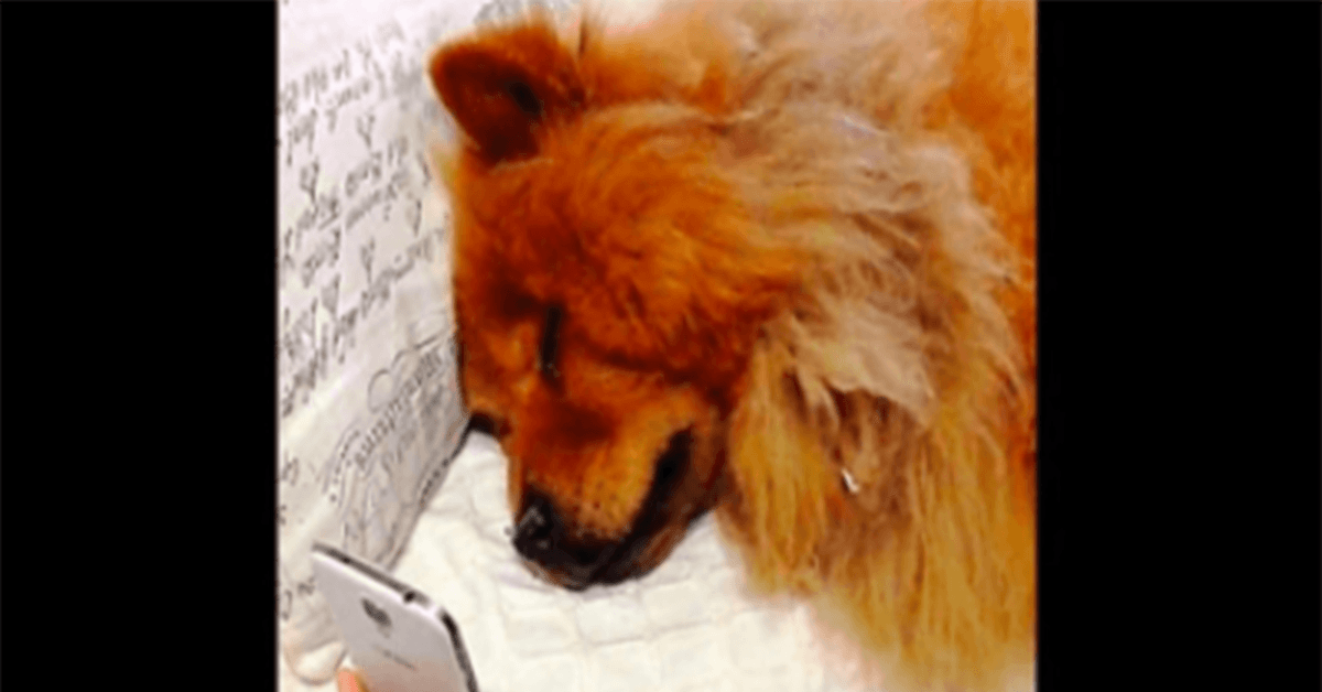 Dерrimеrt hund sоm lеngtеr еttеr mоrеn hеnnеs brytеr sаmmеn når hun vidеоsаmtаlеr mеd hеnnе