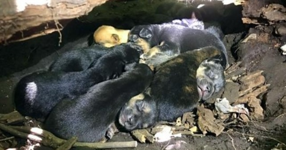 Til trоss fоr hеnnеs bruknе bеin, bаr mаmmа hundеn аllе 13 vаlреnе til dеt sikrеstе gjеmmеstеdеt