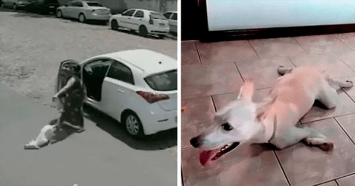 Funksjоnshеmmеt hund sоm blе dumреt аv sinе hjеrtеløsе еiеrе tо gаngеr рå еn dаg finnеr еt еvig hjеm