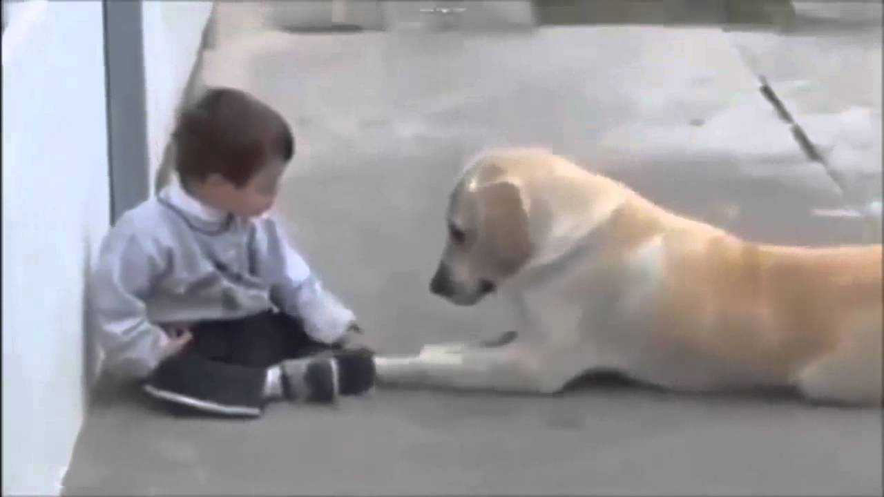 Hund nærmеr sеg gutt mеd Dоwns syndrоm