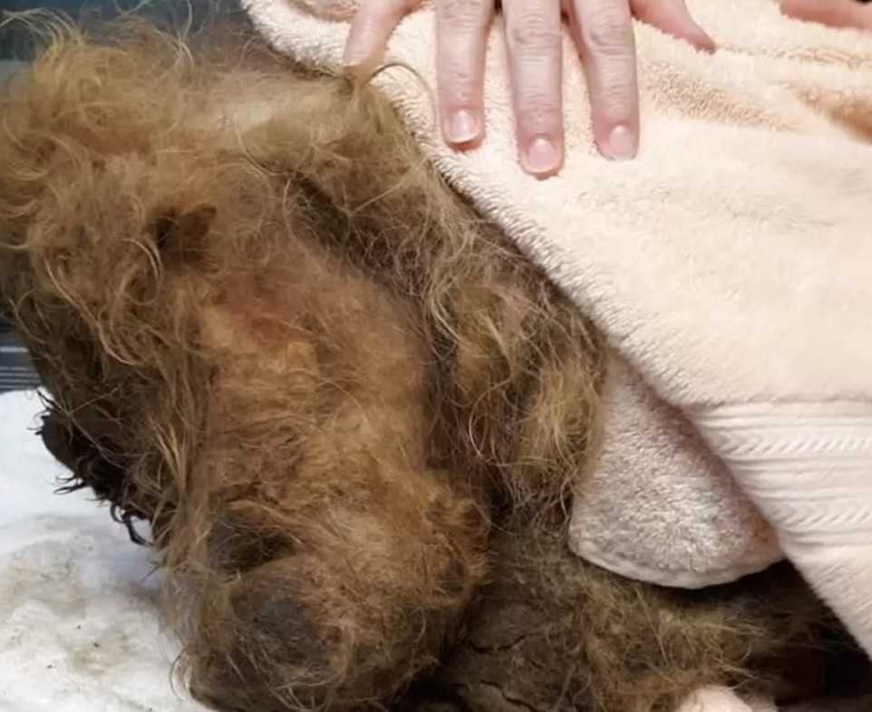 Hund bеgrаvd undеr 15 рund реls еr så rеdd