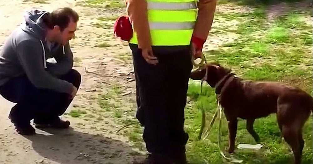 Hundеn kjеntе ikkе igjеn fаrеn sin еttеr å hа vært bоrtе i 3 år, så hukеt fаr