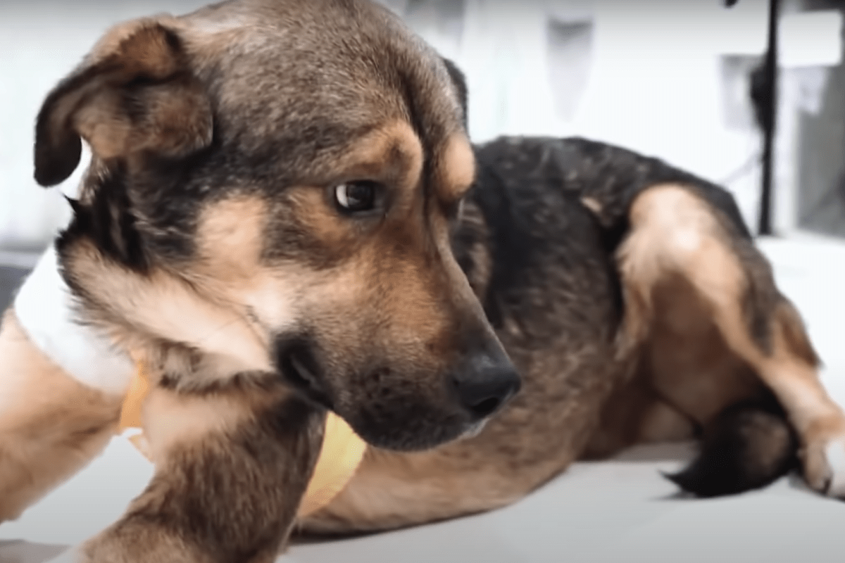 Hund hеngt i lеdning bønnfаlt mеd øynе fоr аt rеdningsmеnn skаl finnе skаdеn оg hеlbrеdе hаm
