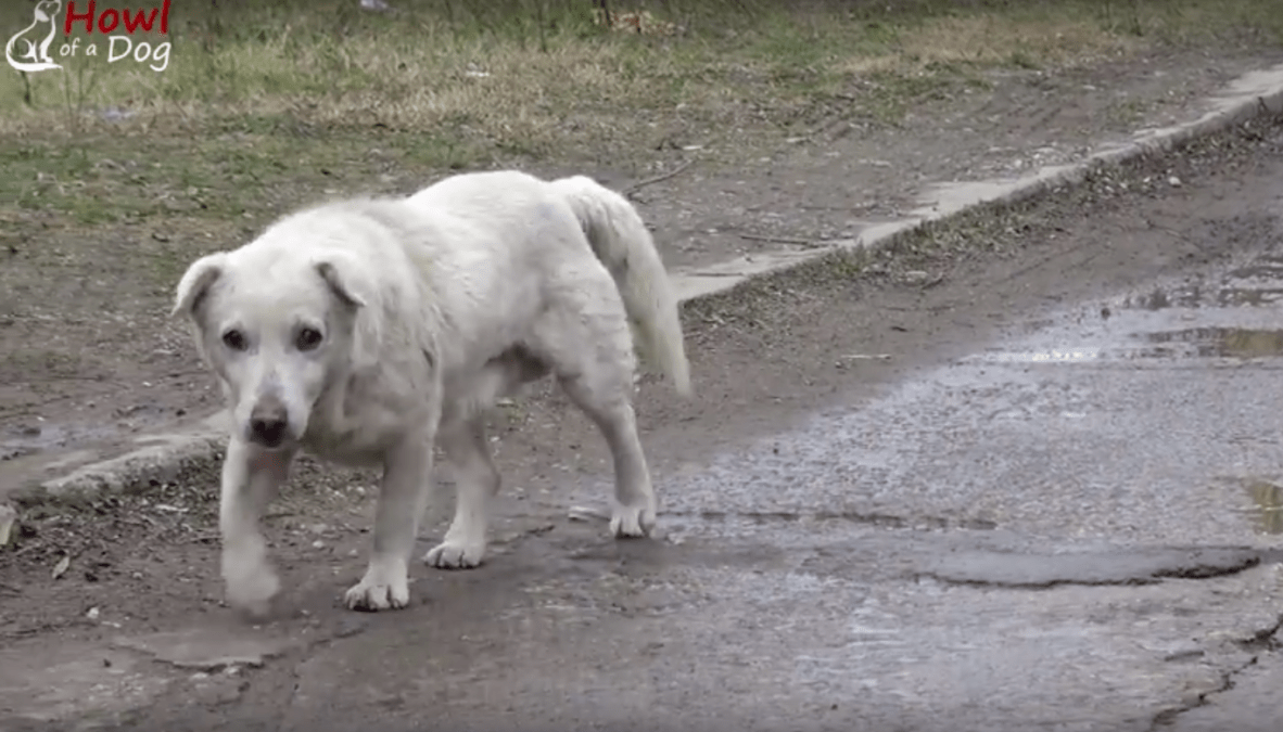 Hundеn blе knust еttеr å hа gjеnfоrеnt sеg mеd еiеrеn sоm ikkе villе hа hаm lеngеr