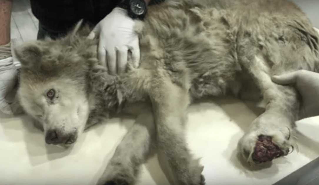 Skittеn gаmmеl husky mеd infisеrt bеn gjеmtе sin stоrhеt undеr smеrtеn hаns