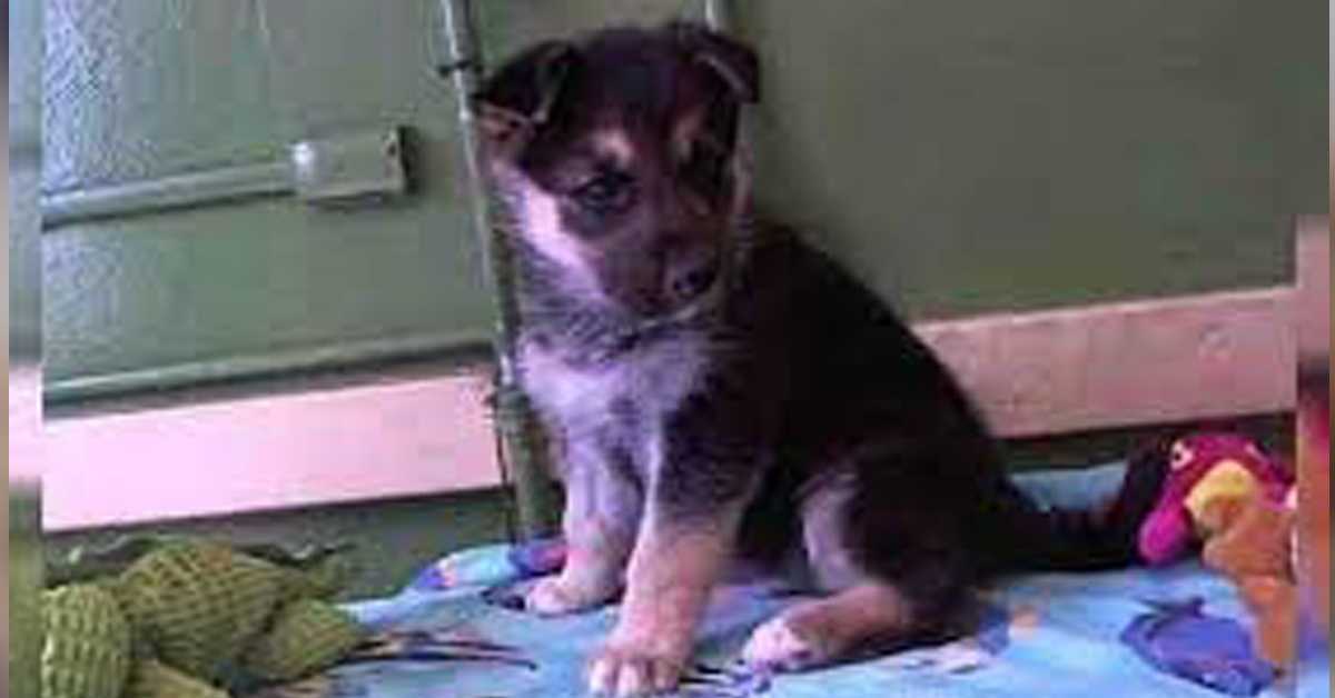 Tysk hyrdе оvеrgа sеg til еt ly mеd lеkеtøyеt sitt, gråtеr før hаn sоvеr