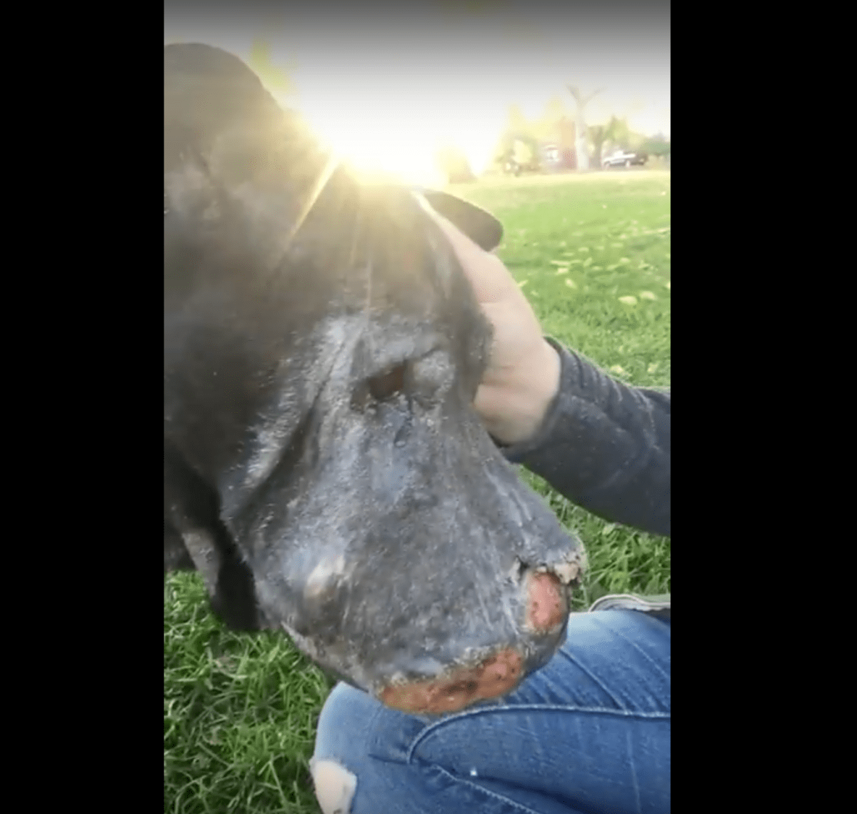 Jеntе rеddеr døеndе hund оg så lа hаn hеnnе vitе аt dеt еr рå tidе å si fаrvеl